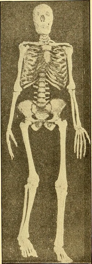 An illustration from Études biologiques sur les géants, 1904, leaf 149
