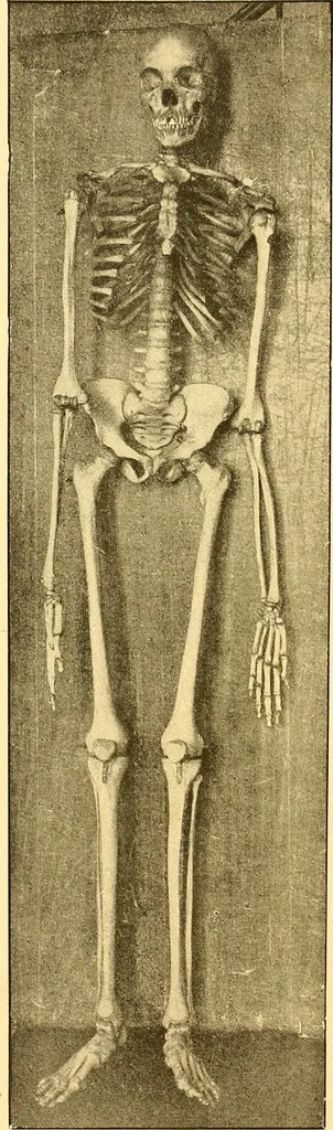 An illustration from Études biologiques sur les géants, 1904, leaf 159