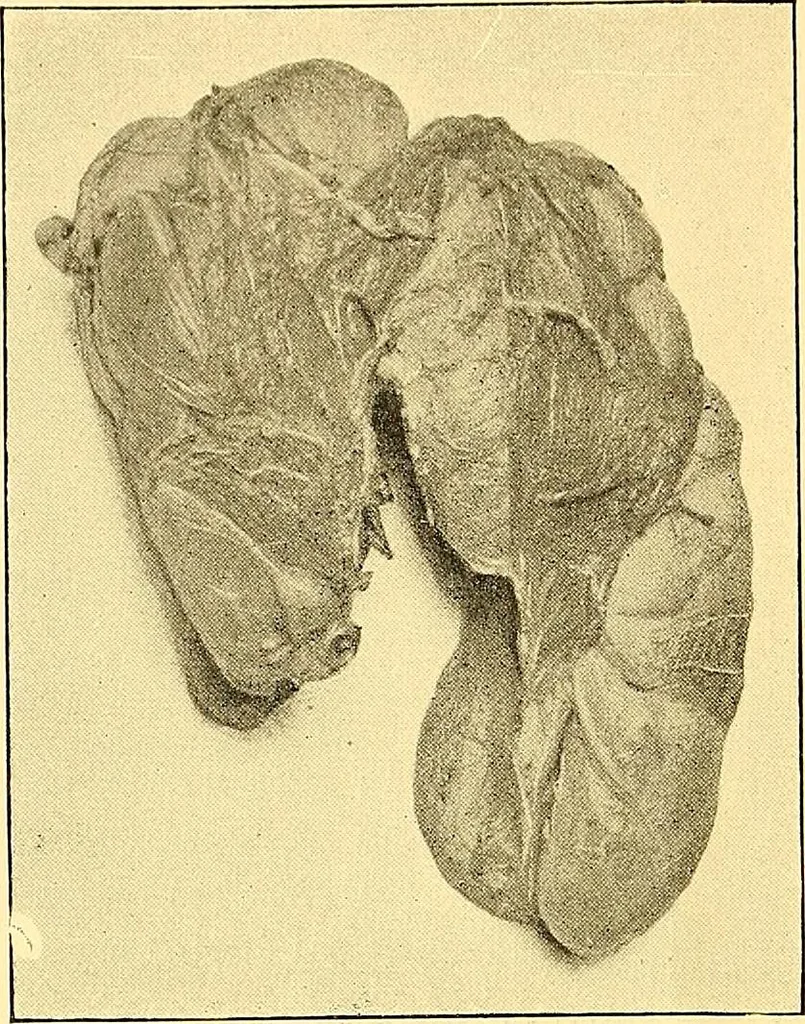 An illustration from Études biologiques sur les géants, 1904, leaf 191