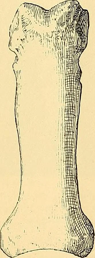 An illustration from Études biologiques sur les géants, 1904, leaf 192
