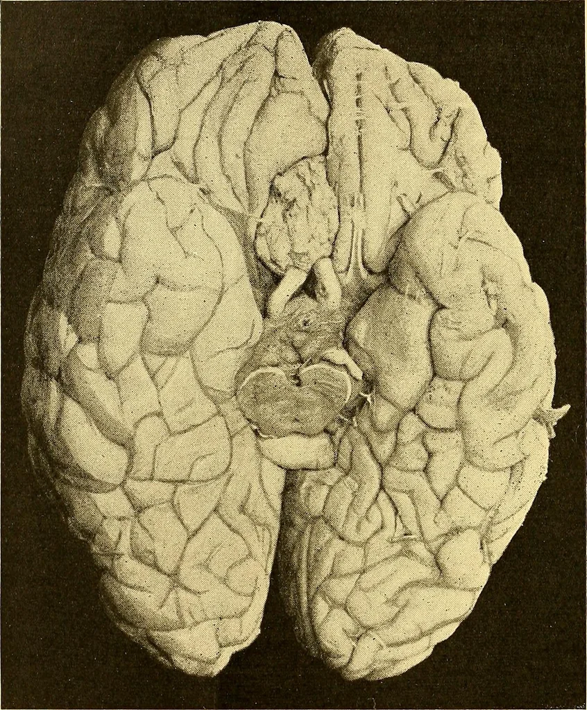 An illustration from Études biologiques sur les géants, 1904, leaf 193