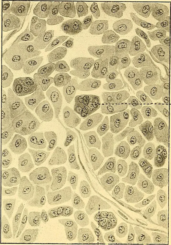 An illustration from Études biologiques sur les géants, 1904, leaf 199