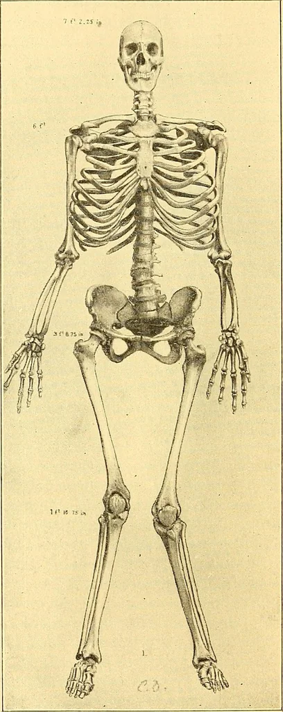 An illustration from Études biologiques sur les géants, 1904, leaf 263
