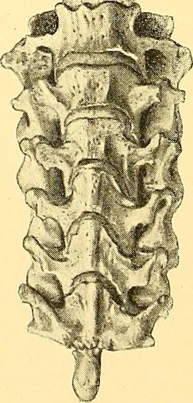 An illustration from Études biologiques sur les géants, 1904, leaf 267