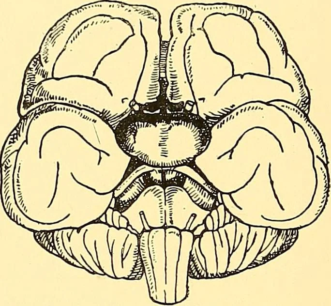 An illustration from Études biologiques sur les géants, 1904, leaf 287