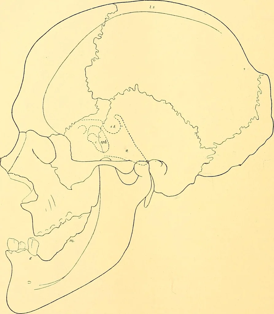 An illustration from Études biologiques sur les géants, 1904, leaf 297