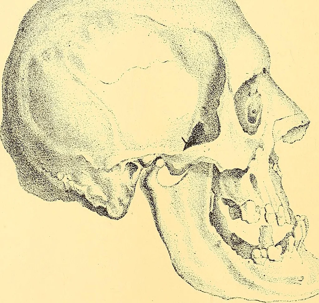 An illustration from Études biologiques sur les géants, 1904, leaf 317