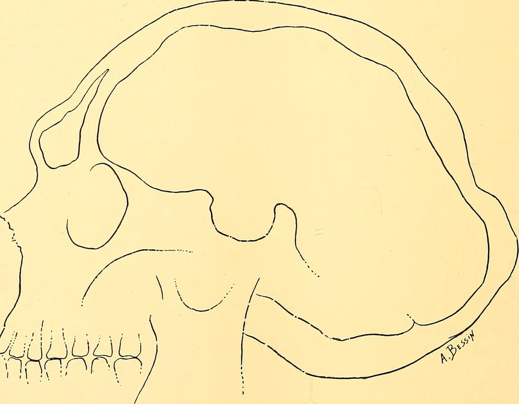 An illustration from Études biologiques sur les géants, 1904, leaf 321