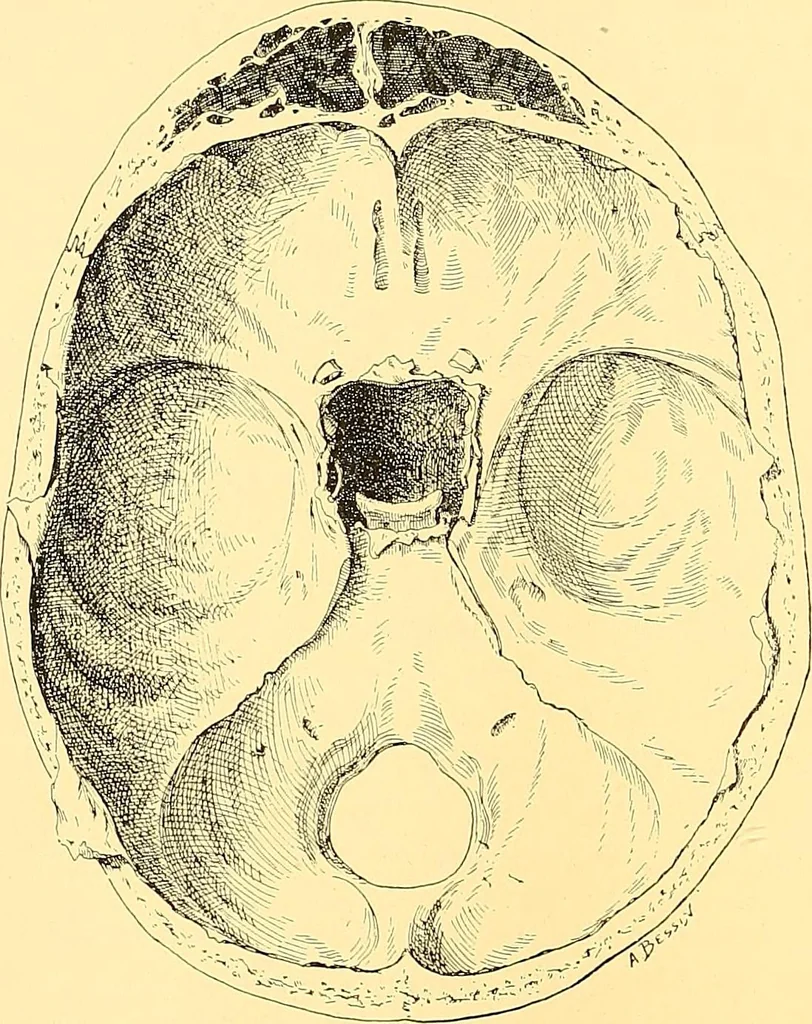An illustration from Études biologiques sur les géants, 1904, leaf 335