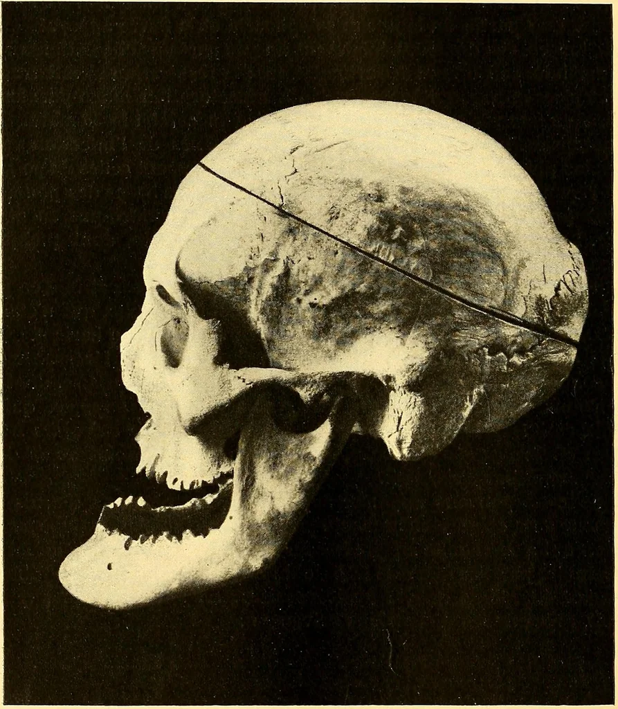 An illustration from Études biologiques sur les géants, 1904, leaf 343
