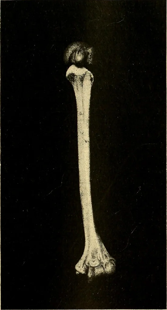 An illustration from Études biologiques sur les géants, 1904, leaf 346