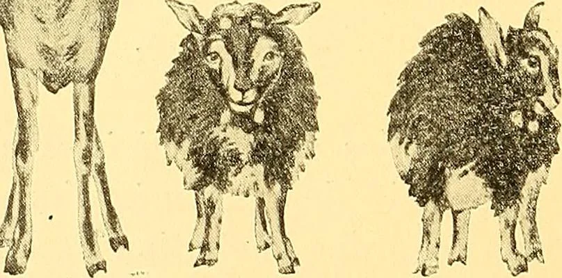 An illustration from Études biologiques sur les géants, 1904, leaf 361
