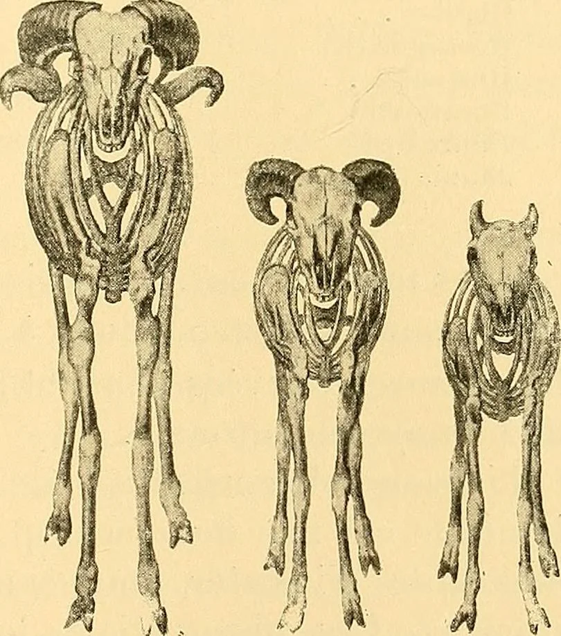 An illustration from Études biologiques sur les géants, 1904, leaf 362