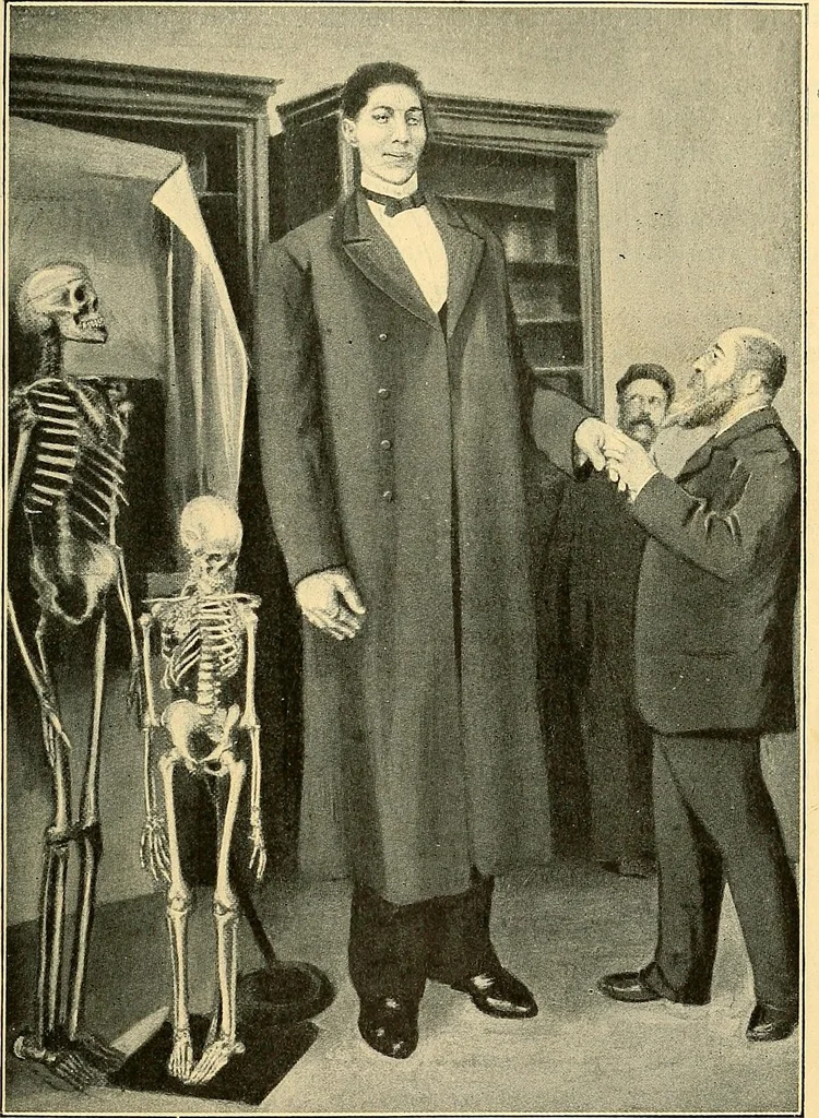 An illustration from Études biologiques sur les géants, 1904, leaf 396