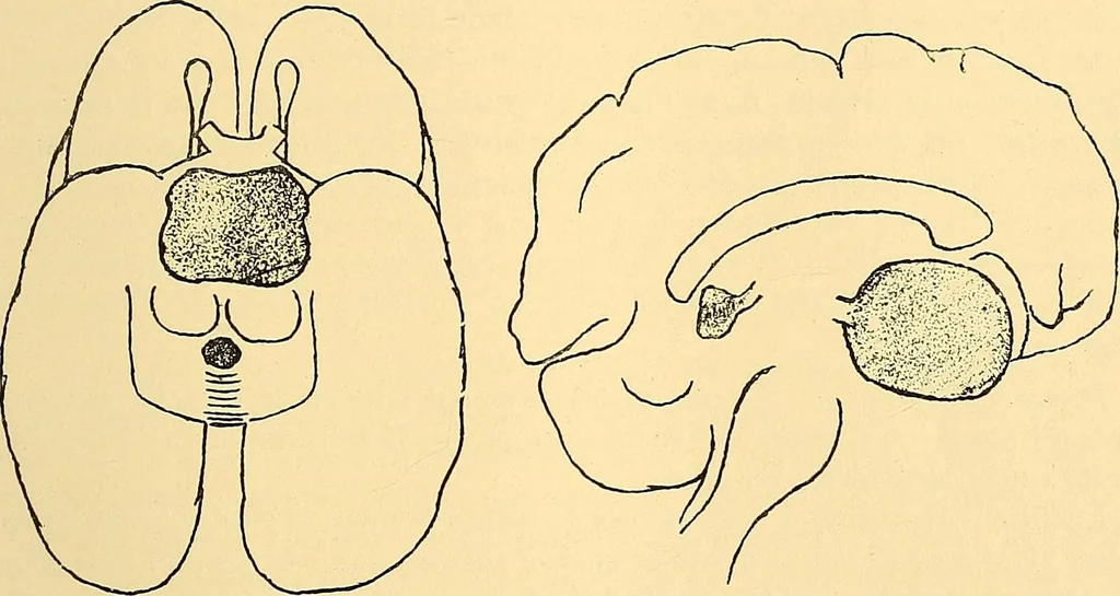 An illustration from Études biologiques sur les géants, 1904, leaf 408