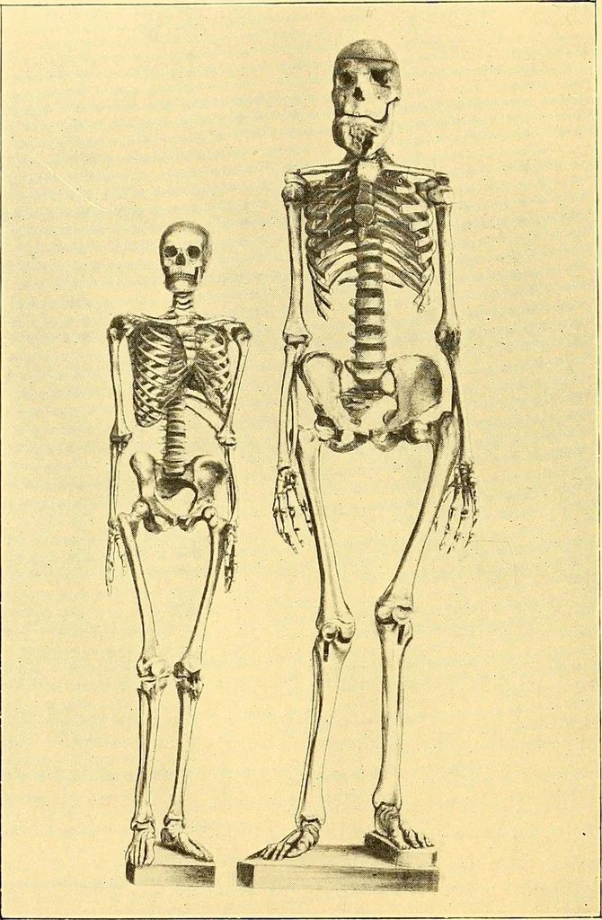An illustration from Études biologiques sur les géants, 1904, leaf 431
