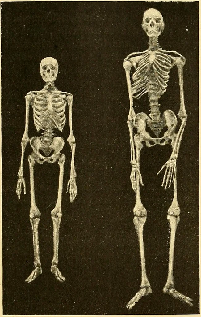 An illustration from Études biologiques sur les géants, 1904, leaf 438