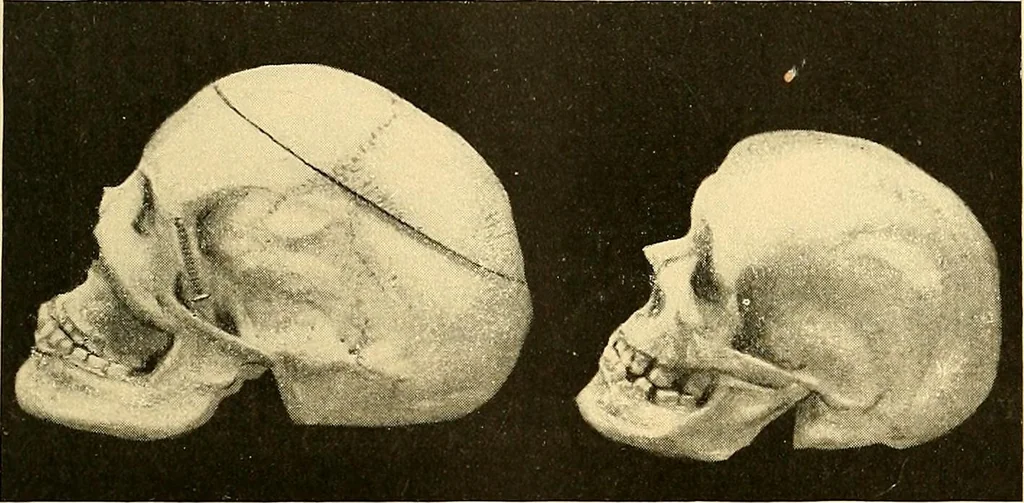 An illustration from Études biologiques sur les géants, 1904, leaf 442