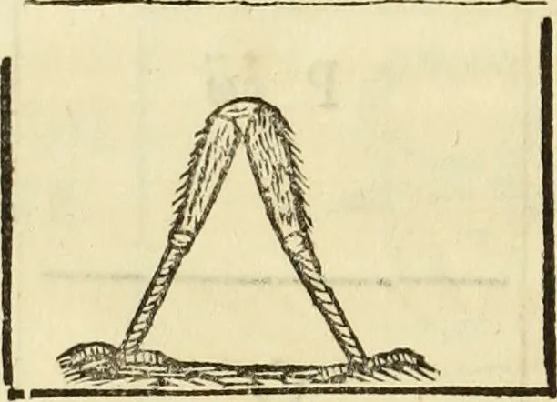 An illustration from Turris Babel, sive Archontologia qua Primo Priscorum post diluvium hominum vita, mores rerumque gestarum magnitudo, Secundo Turris fabrica civitatumque extructio, consusio linguarum, inde gentium transmigrationis..., 1679, leaf 233