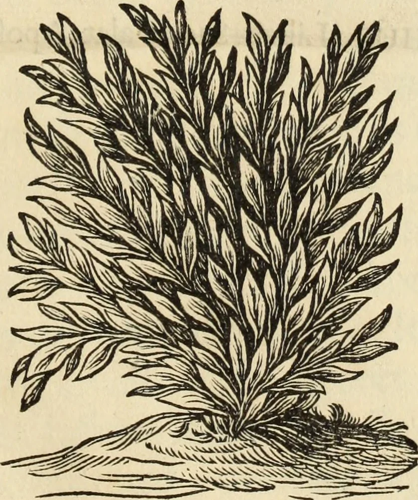 An illustration from Turris Babel, sive Archontologia qua Primo Priscorum post diluvium hominum vita, mores rerumque gestarum magnitudo, Secundo Turris fabrica civitatumque extructio, consusio linguarum, inde gentium transmigrationis..., 1679, leaf 6