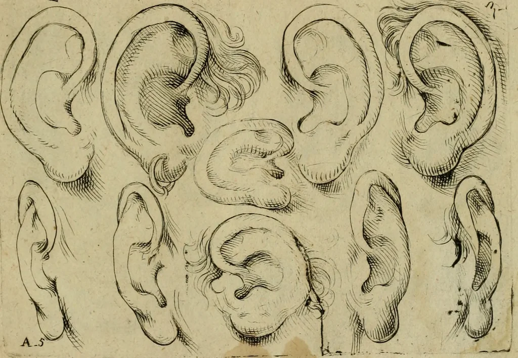 An illustration from Tutte le parti del corpo hvmano diuiso in piu pezzi, 1608, leaf 10