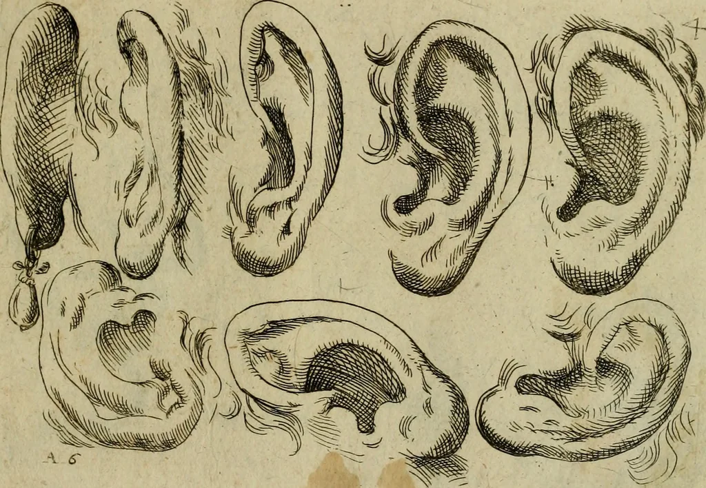 An illustration from Tutte le parti del corpo hvmano diuiso in piu pezzi, 1608, leaf 12