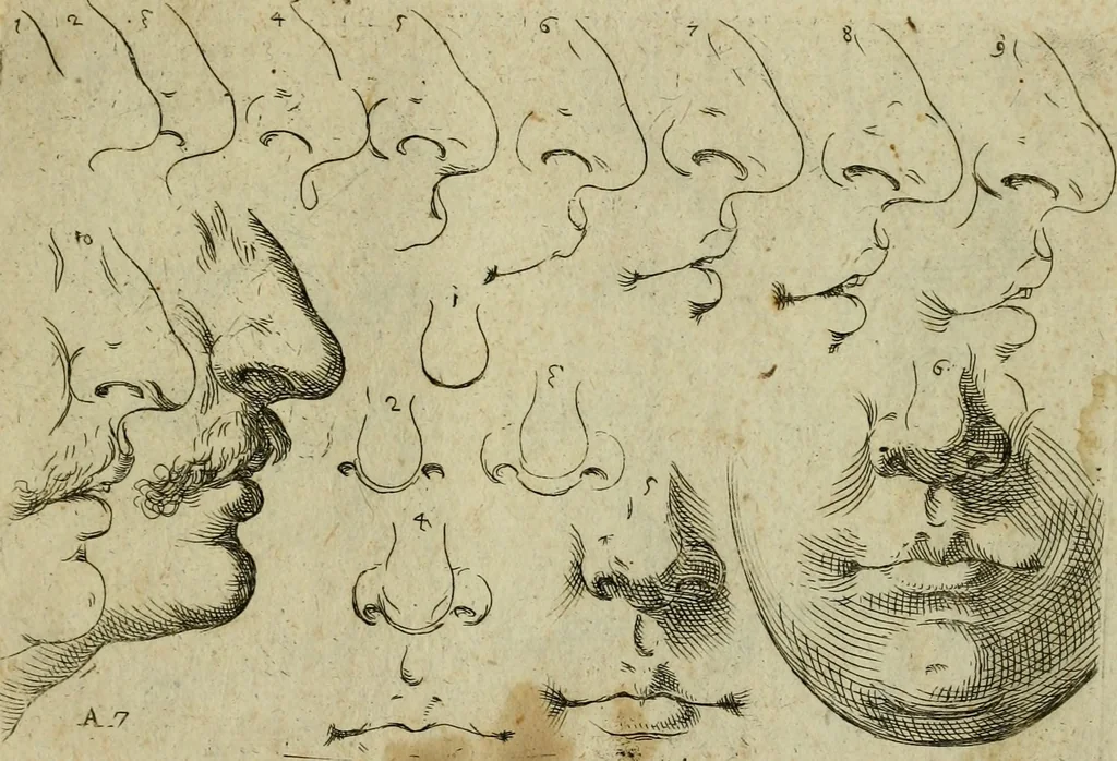 An illustration from Tutte le parti del corpo hvmano diuiso in piu pezzi, 1608, leaf 14