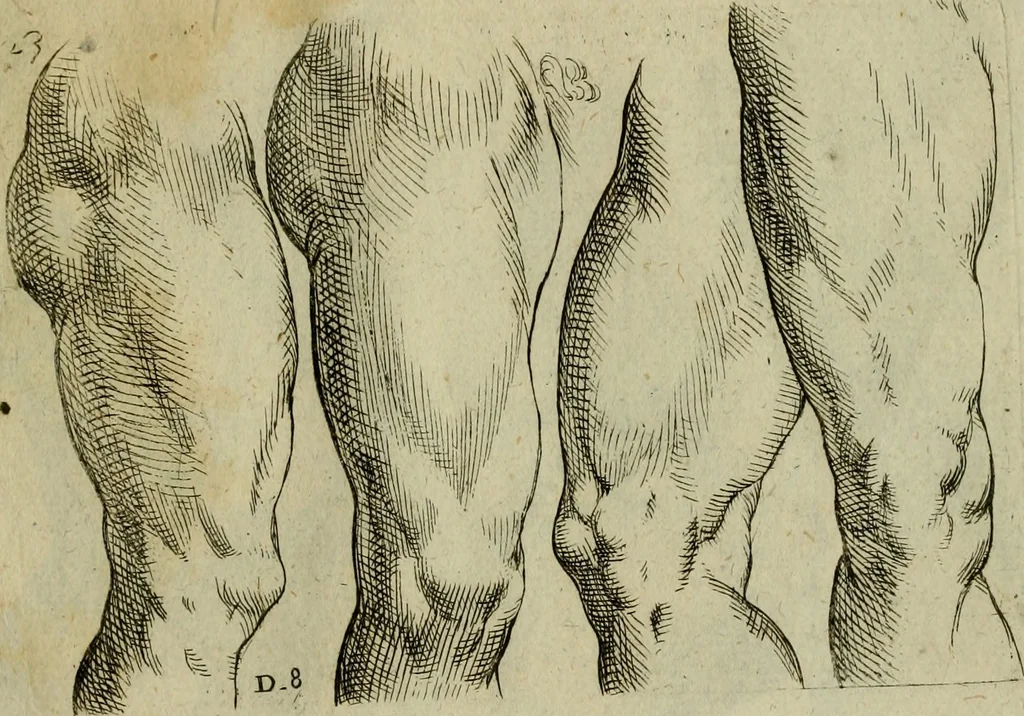 An illustration from Tutte le parti del corpo hvmano diuiso in piu pezzi, 1608, leaf 48