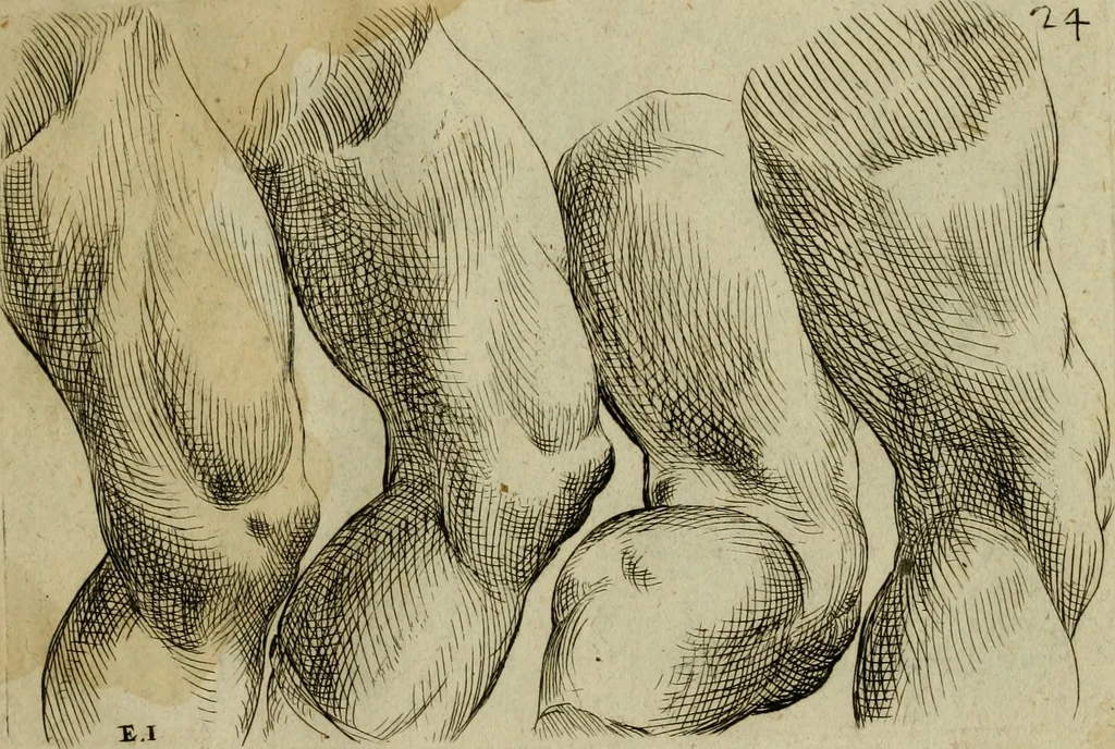 An illustration from Tutte le parti del corpo hvmano diuiso in piu pezzi, 1608, leaf 50