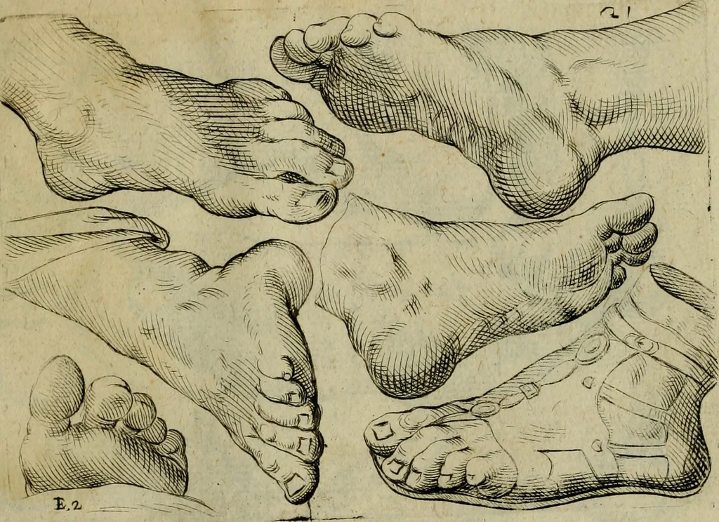 An illustration from Tutte le parti del corpo hvmano diuiso in piu pezzi, 1608, leaf 52