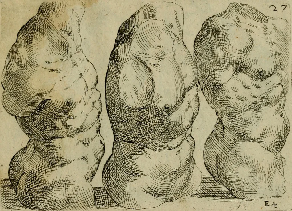 An illustration from Tutte le parti del corpo hvmano diuiso in piu pezzi, 1608, leaf 56