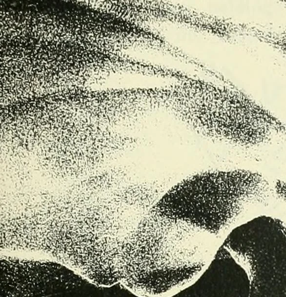 An illustration from 'Twixt two worlds : a narrative of the life and work of William Eglinton, 1886, leaf 92