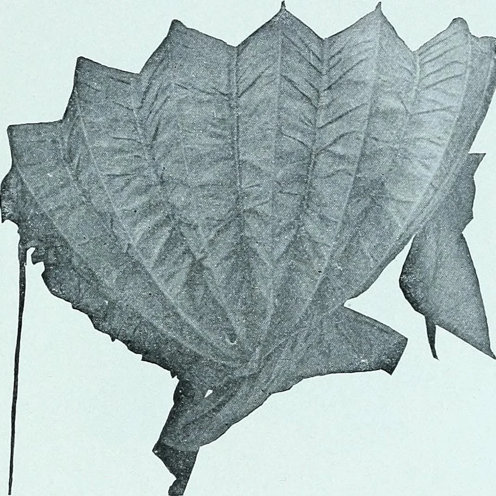 An illustration from Two centuries of costume in America, MDCXX-MDCCCXX, 1903, leaf 286