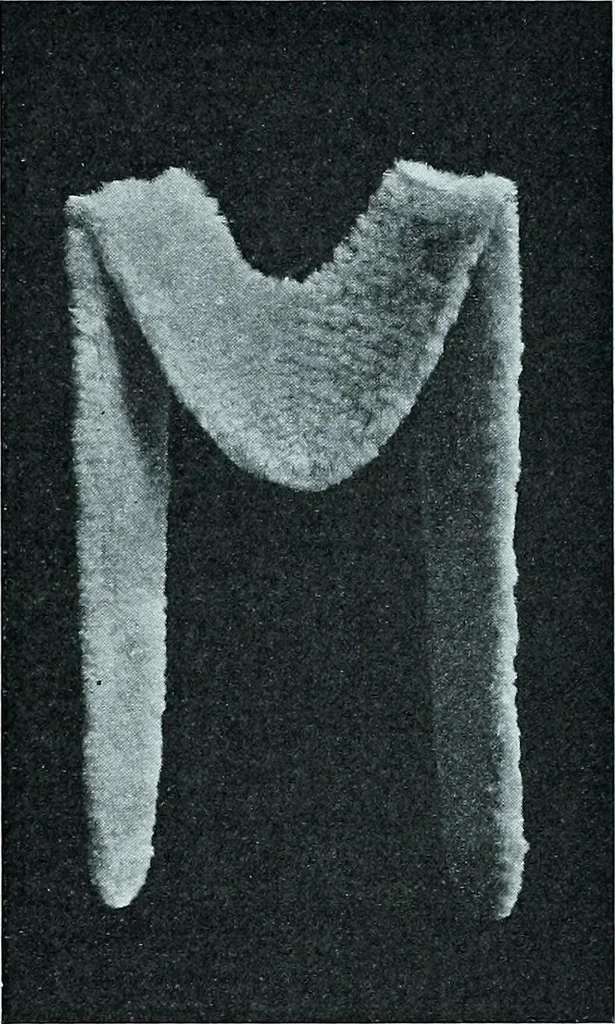 An illustration from Two centuries of costume in America, MDCXX-MDCCCXX, 1903, leaf 558