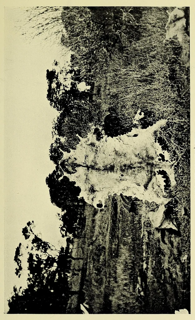 An illustration from Two Dianas in Somaliland : the record of a shooting trip, 1908, leaf 205