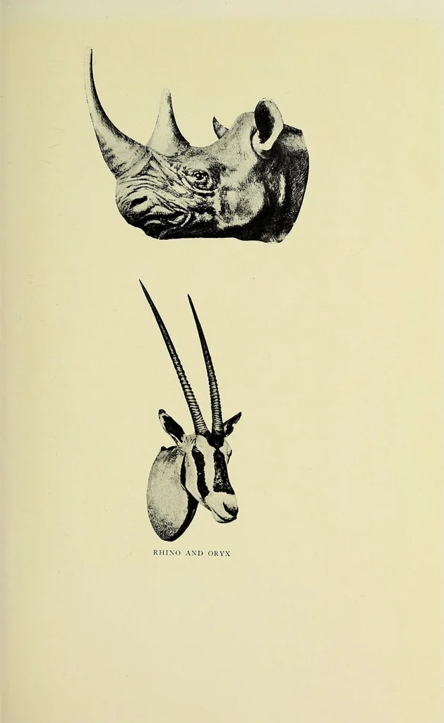 An illustration from Two Dianas in Somaliland : the record of a shooting trip, 1908, leaf 263