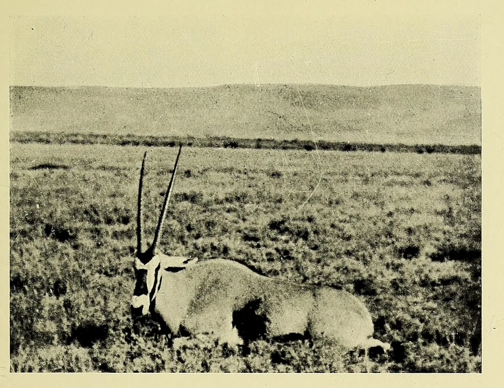 An illustration from Two Dianas in Somaliland : the record of a shooting trip, 1908, leaf 71