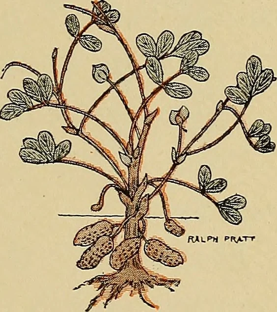 An illustration from Two little southern sisters and their garden plays, 1919, leaf 10