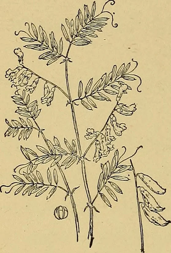 An illustration from Two little southern sisters and their garden plays, 1919, leaf 119