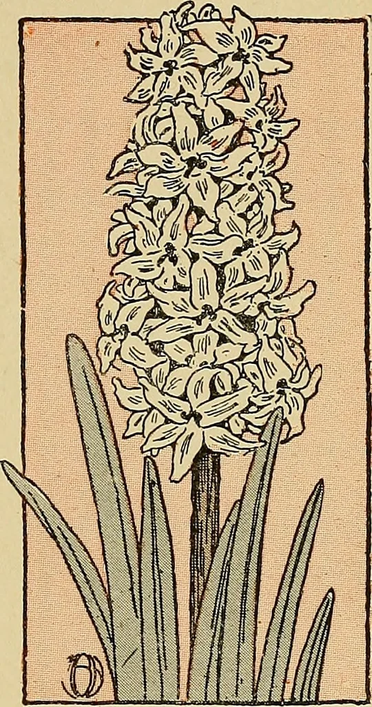 An illustration from Two little southern sisters and their garden plays, 1919, leaf 122