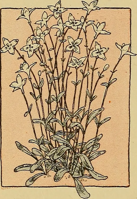 An illustration from Two little southern sisters and their garden plays, 1919, leaf 125