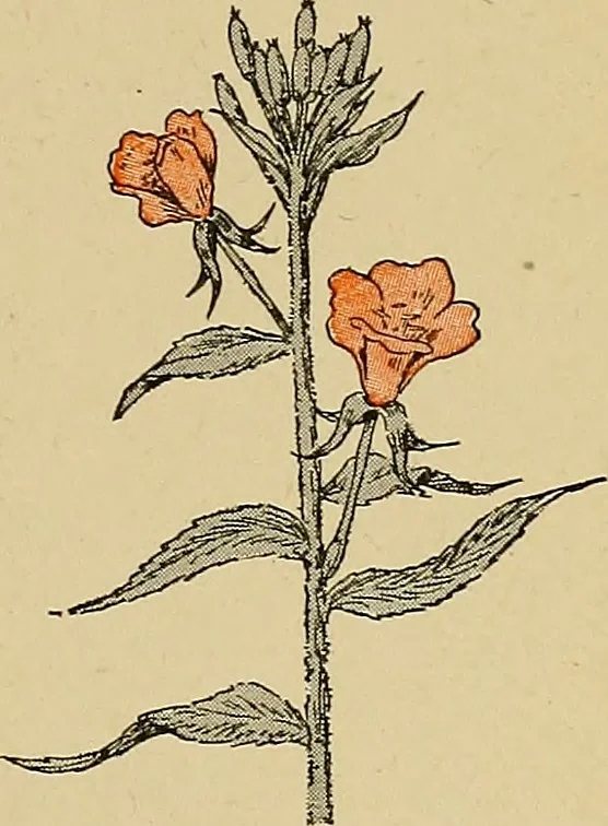 An illustration from Two little southern sisters and their garden plays, 1919, leaf 126