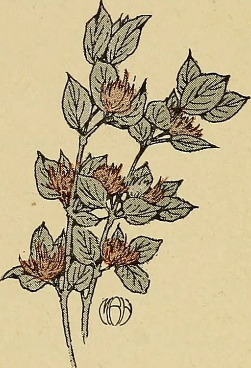 An illustration from Two little southern sisters and their garden plays, 1919, leaf 136