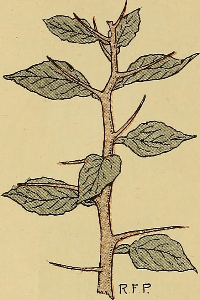 An illustration from Two little southern sisters and their garden plays, 1919, leaf 15
