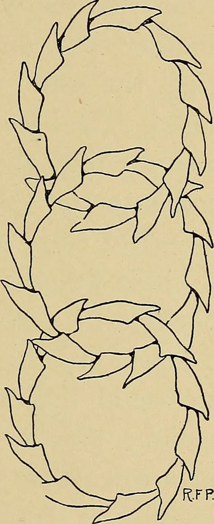An illustration from Two little southern sisters and their garden plays, 1919, leaf 20