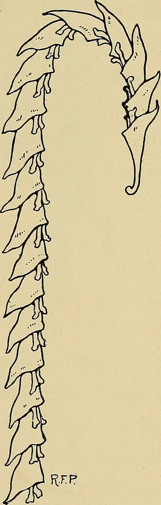An illustration from Two little southern sisters and their garden plays, 1919, leaf 22
