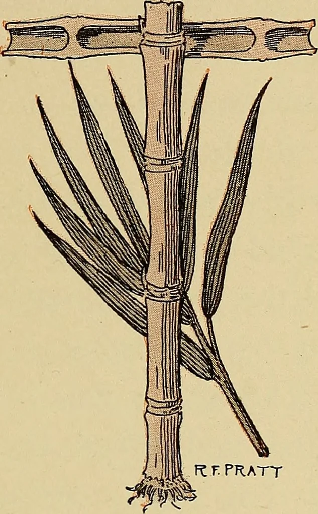 An illustration from Two little southern sisters and their garden plays, 1919, leaf 24