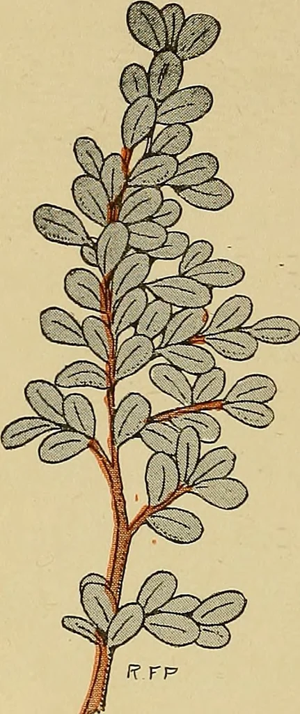 An illustration from Two little southern sisters and their garden plays, 1919, leaf 45