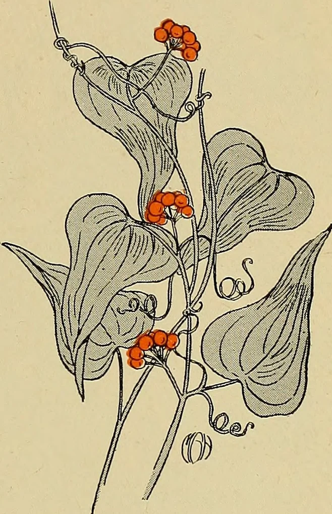 An illustration from Two little southern sisters and their garden plays, 1919, leaf 66