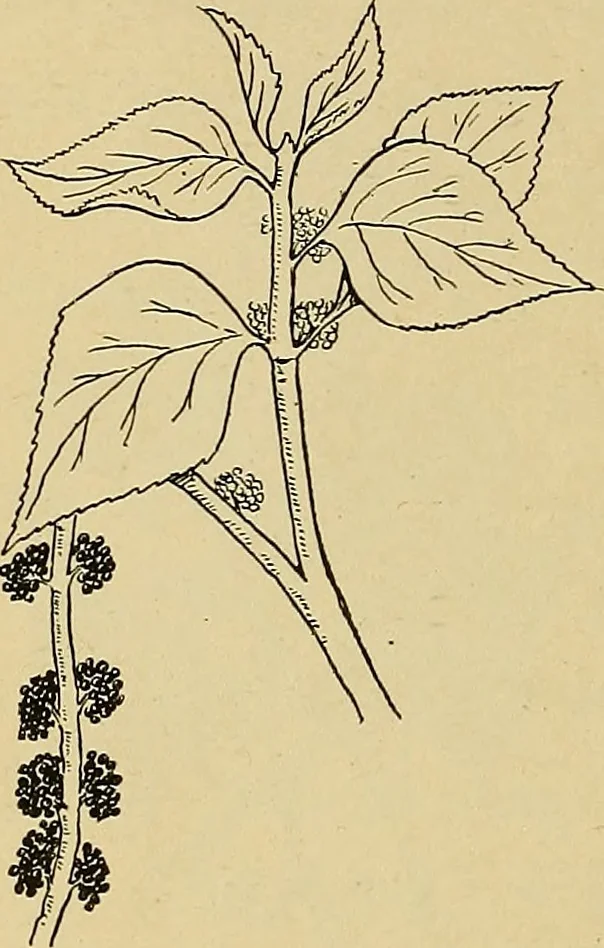An illustration from Two little southern sisters and their garden plays, 1919, leaf 67